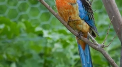 Типи домашніх папуг середнього розміру