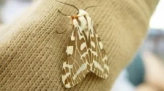 Погляди та характеристики молі