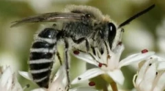 Типи та спосіб життя диких бджіл