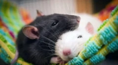 Типи та порід щурів