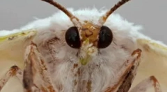 Типи та етапи розвитку молі