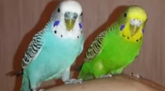 Типи кліщів у хвилястих папугах