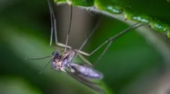 Типи комарів та середовищ існування