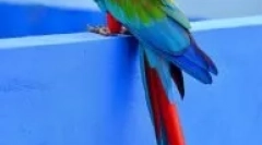 Типи великих домашніх папуг