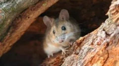 Типи мишей у природі