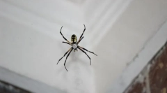 Типи проникнення павуків