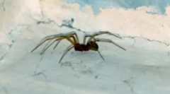 Типи павуків, які живуть вдома