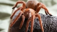 Типи павуків