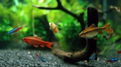 Типи риби, придатні для вмісту в акваріумі