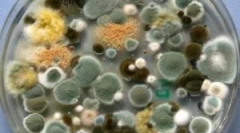 Типи, склад та властивості цвілі