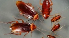 Типи тарганів у наших будинках