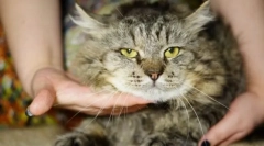 Кішка вірусна лейкемія