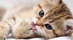 Whiskas для кошенят: детальний огляд лінії подачі для найменшого