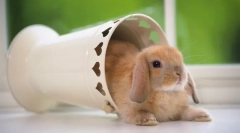 Складати гномів кроликів