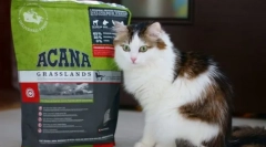 Вітаміни та мінерали для кішки