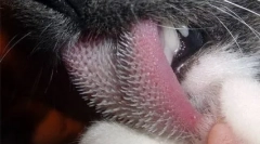 Смакуйте залежність кішок і кішок