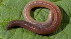 Зовнішня структура та спосіб життя дощового черв'яка