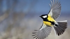 Внутрішня структура птаха