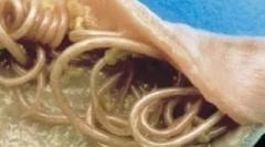 Внутрішні паразити (ендопарати)