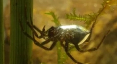 Водяний павук срібло