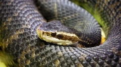 Водяний захист