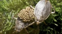 Водоносні клопоти: типи та спосіб життя