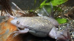 Водні берегові жаби в природі і в домашньому акваріумі