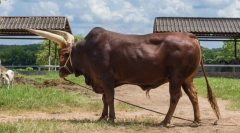 Обманювати