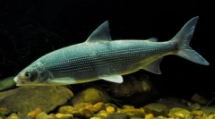 Волховський сиг