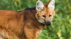 Вовк червоний