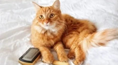 Волосся не падає: каустичні кішки