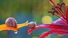 Магічний мініатюрний світ равликів в'ячеслав міщенко (12 фотографій)