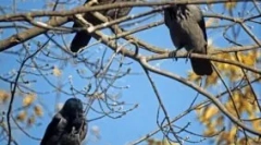 Ворожні рамки вранці: причини поведінки птахів, знаки