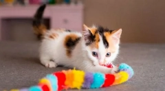 Піднімаючи кішки