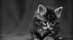 Батьківство коттенка