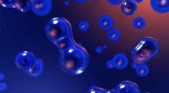 Відтворення організмів