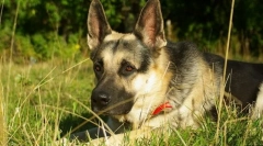 Східноєвропейська вівчарка