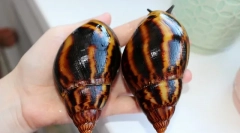 Чи потраплять у равлики в сплячому заході, чому равлик спить, що робити