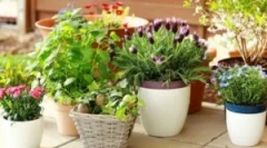 Шкідники на криті кольори