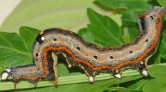 Шкідливі комахи