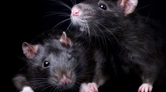 Все про чорні щури: зовнішній вигляд, спосіб життя, цікаві факти