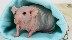 Все про лисий щур сфінкс: опис, види, догляд та вміст, ніж годування