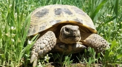 Все про землю черепахи