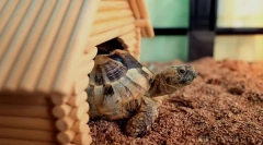 Все про тераріум для земельної черепахи