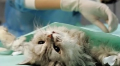 Найважливіше про стерилізацію кішок