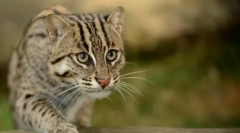 Всі секрети willer cat-fisherman