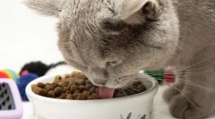 Все найкраще - кішки: особливості та різновиди корму 1-а вибір