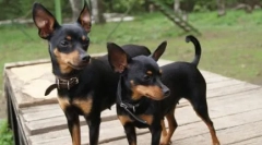 Все про породу прага крисарік (ratlik): історія та стандарти породи, собака, догляд, вміст