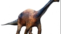 Воллікодон