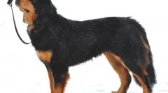 Виберіть псевдонім для пастуха